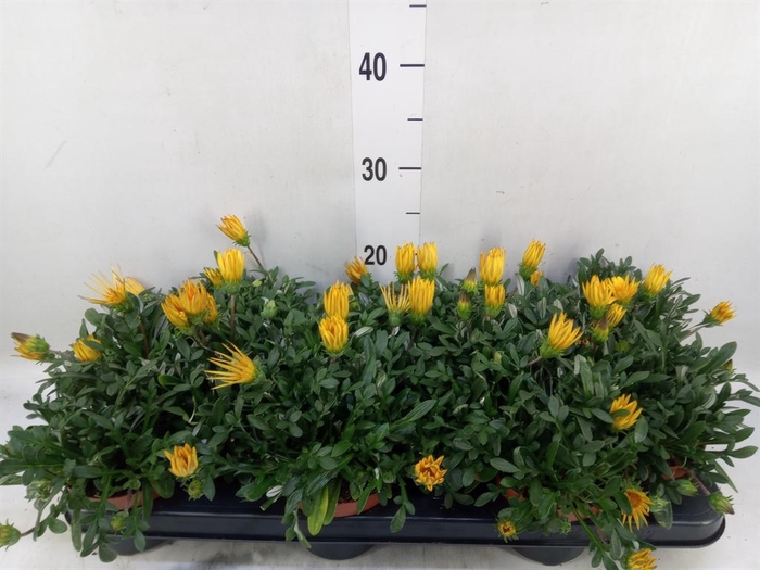<h4>Gazania splen. 'Gelbe Jupiter'</h4>