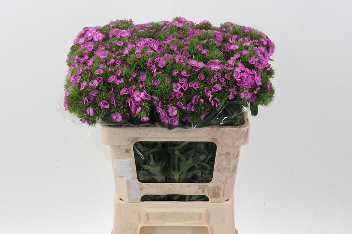 <h4>Di Barb Melian</h4>