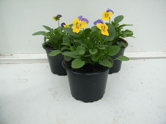 <h4>viool cornuta geel met blauwe vlag</h4>
