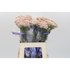 Ozothamnus Cooks Pink