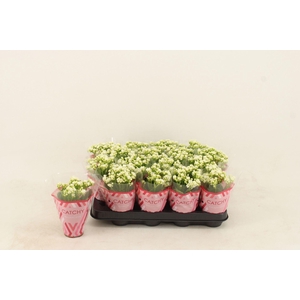 Kalanchoe Calandiva White