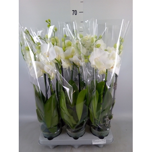 Phalaenopsis   ...white