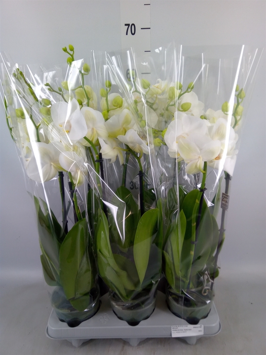 <h4>Phalaenopsis   ...white</h4>