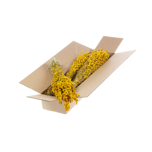 Briza Maxima Sb Yellow