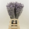 Limonium Safora Lilac