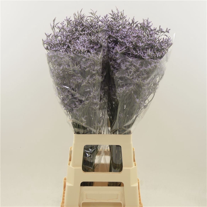 <h4>Limonium Safora Lilac</h4>