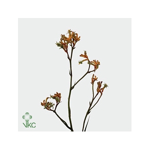 Anigozanthos Orange Velvet