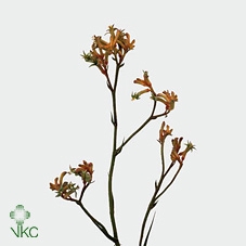 <h4>Anigozanthos Orange Velvet</h4>