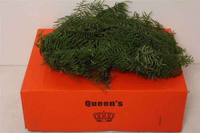 <h4>Koraalvaren X30 (p. Bos)</h4>