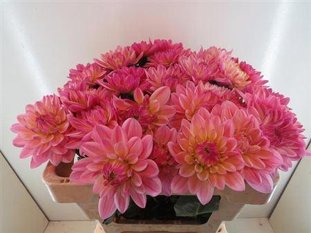 <h4>Dahl Pink Magic</h4>