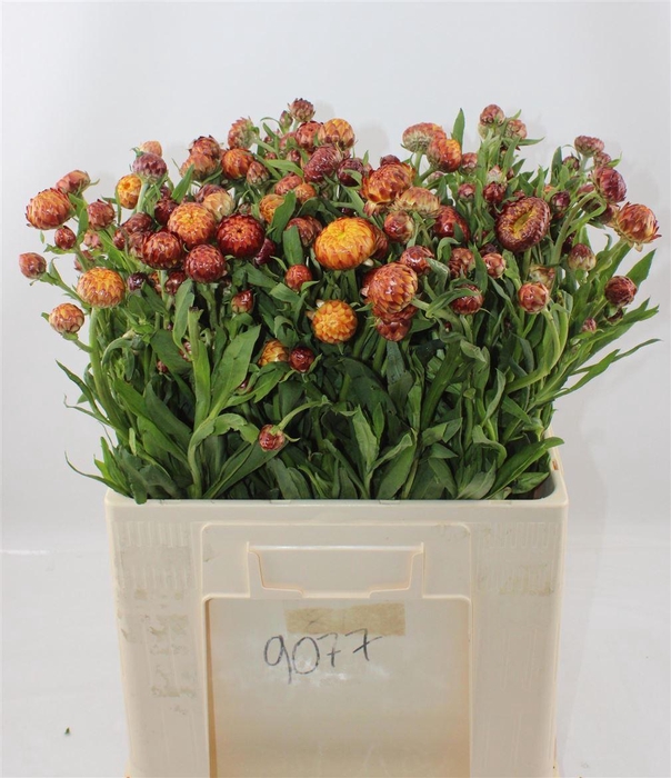 <h4>Helichrysum Ov</h4>