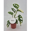 Monstera obliqua Leichtlinii