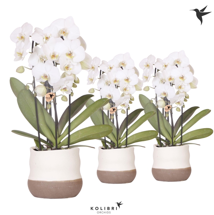 <h4>Kolibri Orchids Phalaenopsis Cascade Niagara Fall white 3 spike in Imperfect Bag pot</h4>