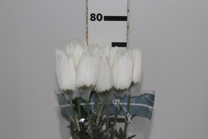 <h4>ANASTASIA HERRERA 080 CM BRANCO</h4>