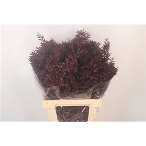 Ruscus. Bordeaux Per Stem