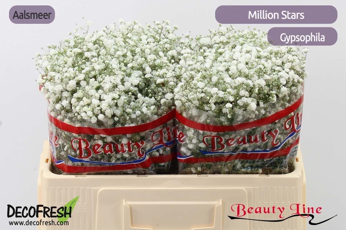 <h4>GYPS PA MILLION STAR</h4>