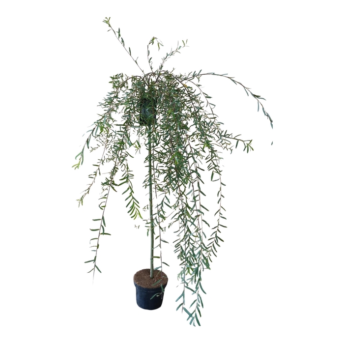 <h4>Salix purpurea 'Pendula' 120ST</h4>