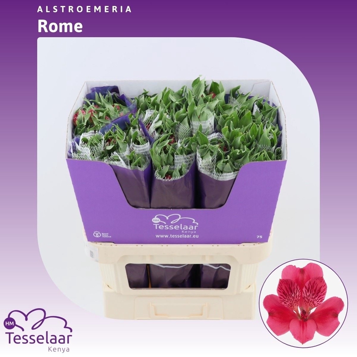 <h4>Alstroemeria Rome | Heavy Quality</h4>