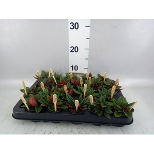 Peperomia caperata 'Rosso'
