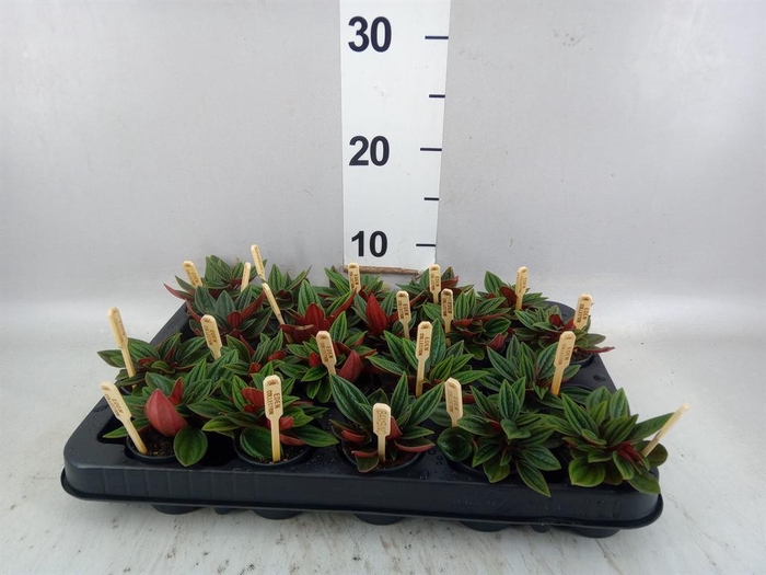 <h4>Peperomia caperata 'Rosso'</h4>
