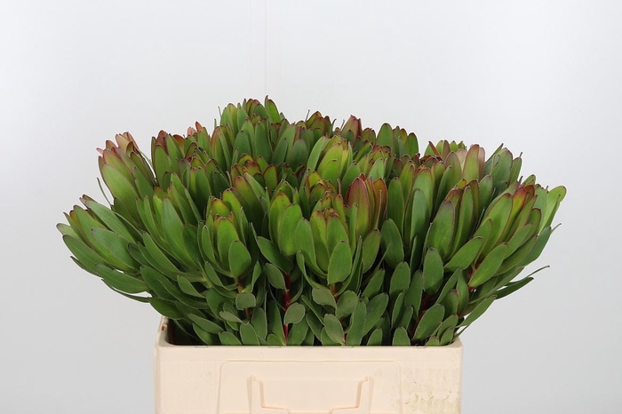 <h4>Leucadendron Saf Goldstrik</h4>