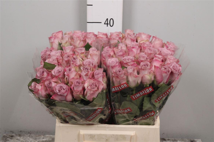 <h4>R Gr Memory Lane!</h4>