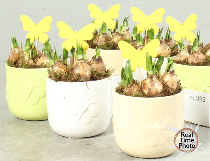 <h4>ARR NARCISSUS</h4>