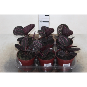 CALATHEA RUBI P12