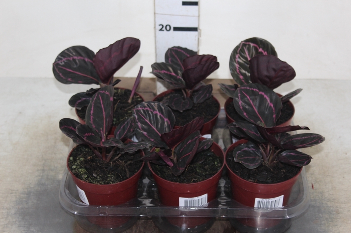 CALATHEA RUBI P12