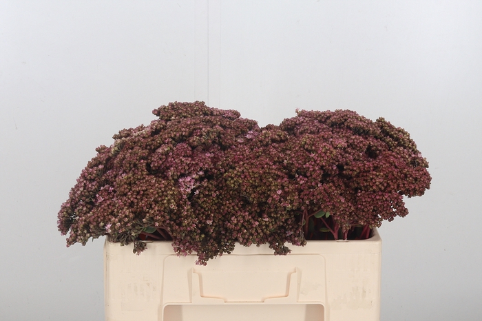 <h4>Sedum Matrona (bloei</h4>