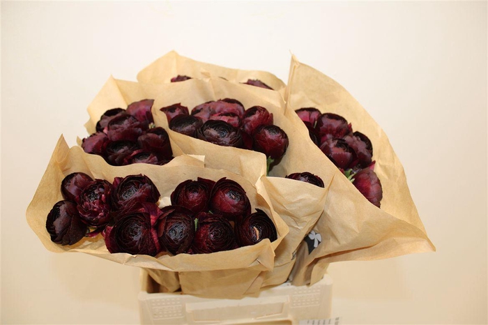 <h4>Ran Cloni Ex Nerone</h4>