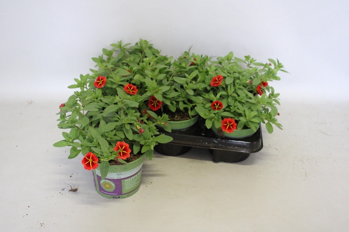 <h4>Calibrachoa Red Star</h4>