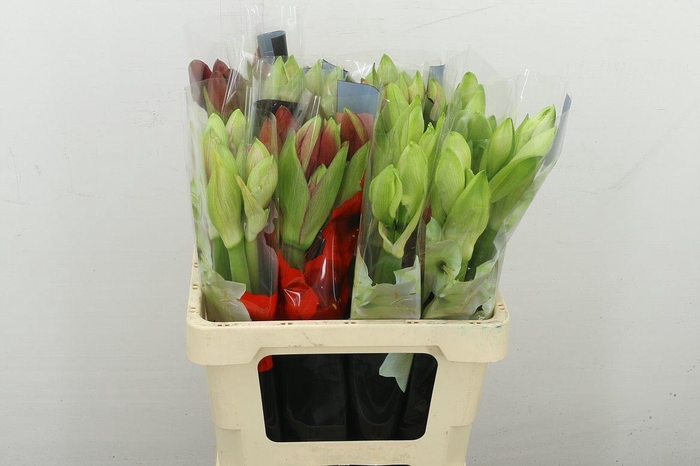 <h4>Hipp Gem Bos60cm</h4>