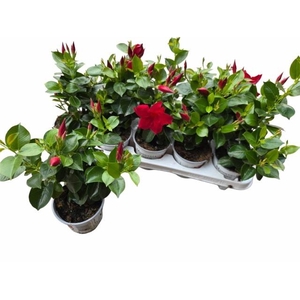 MANDE RIO PETITE RED