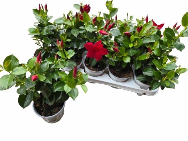 <h4>MANDE RIO PETITE RED</h4>