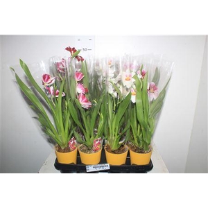 Milton Gem 1 Branche In Deco Pot