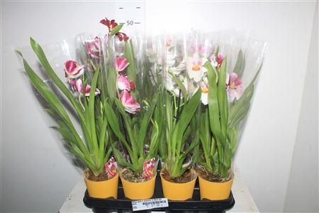 <h4>Milton Gem 1 Branche In Deco Pot</h4>