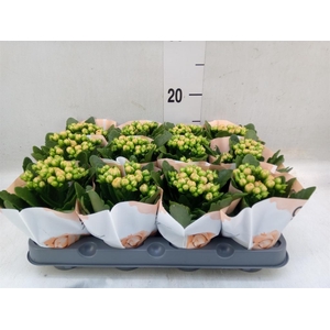 Kalanchoe  'MoreFlow Geneva'