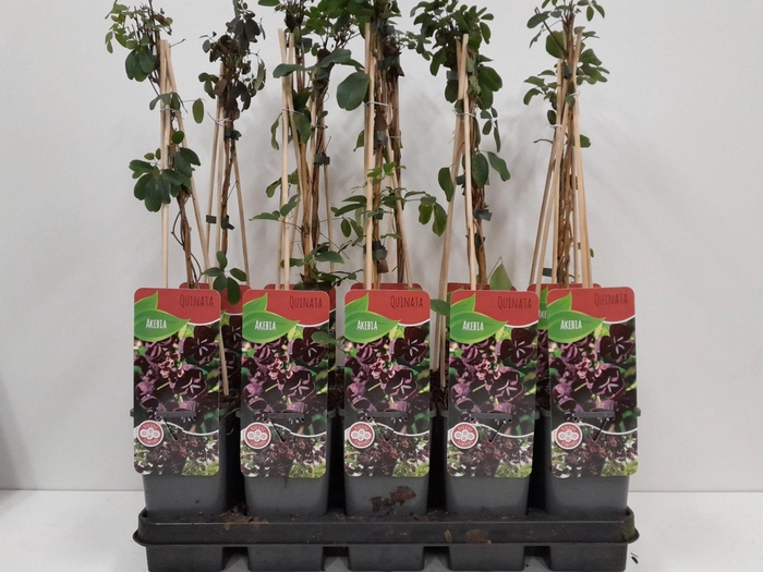 <h4>Akebia Quinata</h4>