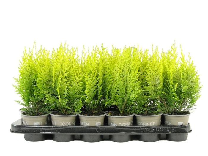 <h4>Chamaecyparis lawsoniana 'Ivonne' P9</h4>