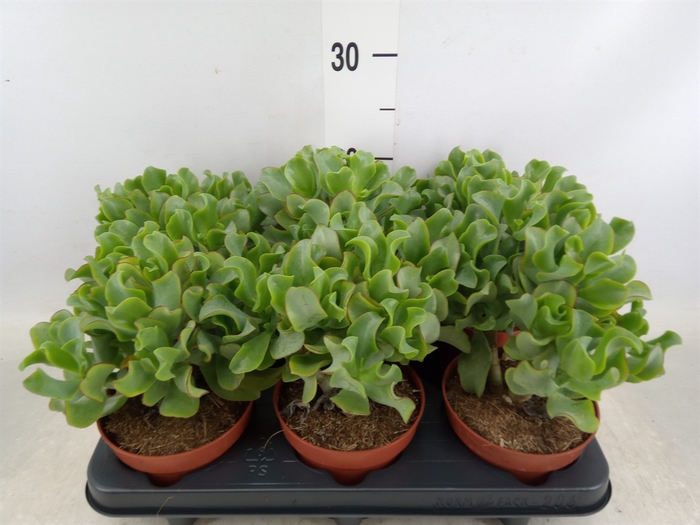 <h4>Crassula arborescens 'Curly Green'</h4>