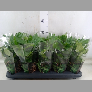 Coffea arabica