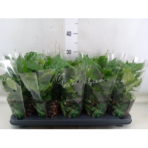 Coffea arabica