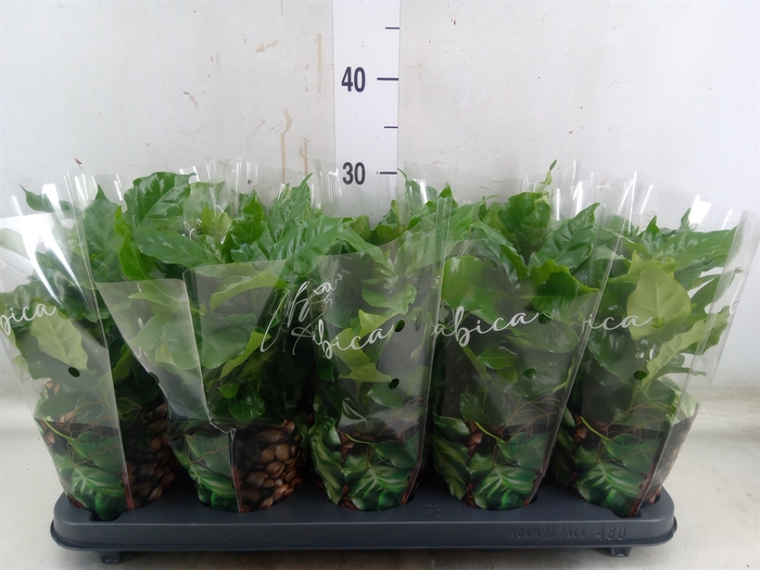 <h4>Coffea arabica</h4>