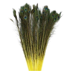 Feather Peacock L90/100 10pc/Bnd