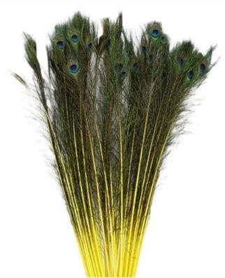 Feather Peacock L90/100 10pc/Bnd