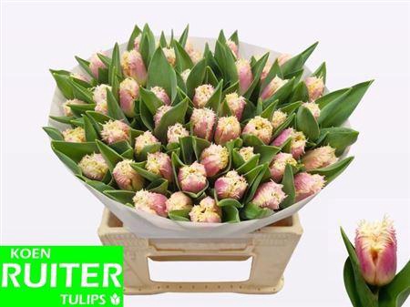 <h4>Tu Fr Hawaii</h4>