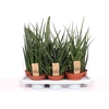 Sansevieria Cylindrica