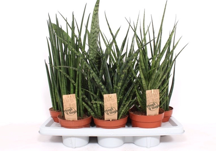Sansevieria Cylindrica