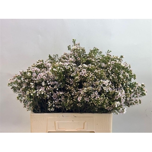 CHAME UN JUPITE MOON